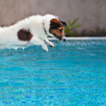 Pet Safety Pool Fence