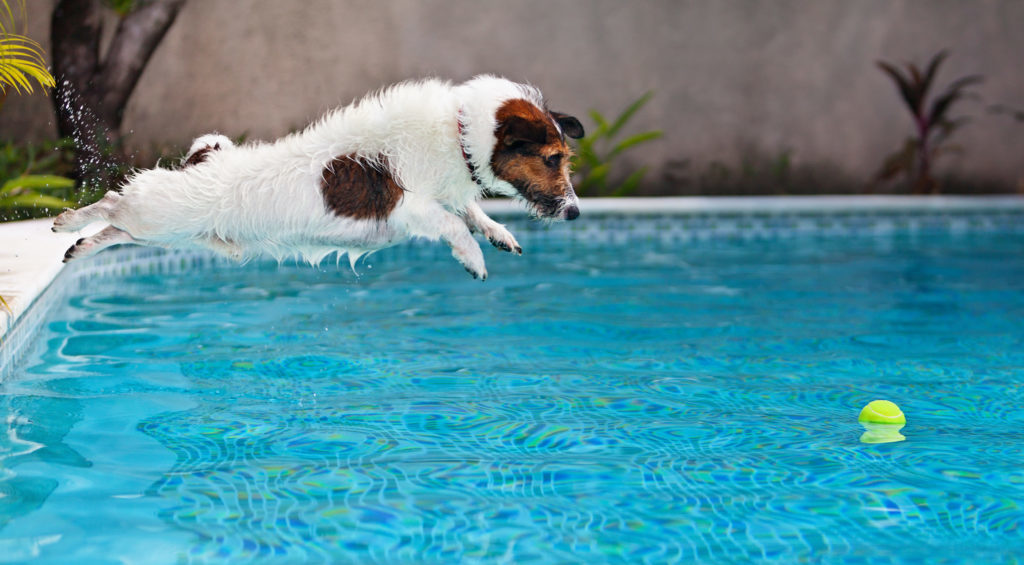 Pet Safety Around Pool